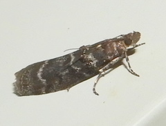 Ortholepis pasadamia