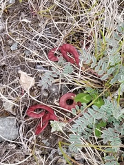 Astragalus nutzotinensis