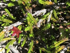 Exobasidium cassiopes