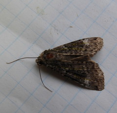 Anaplectoides prasina