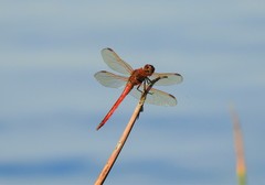 Libellula auripennis