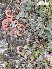 Astragalus nutzotinensis