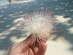 Barringtonia asiatica