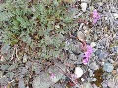 Astragalus nutzotinensis