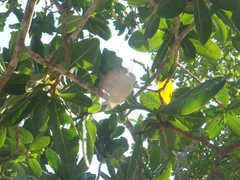 Barringtonia asiatica