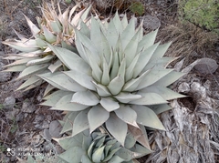 Agave parryi parryi