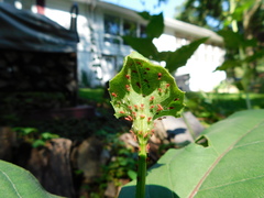 Uroleucon nigrotuberculatum