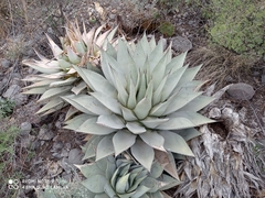 Agave parryi parryi