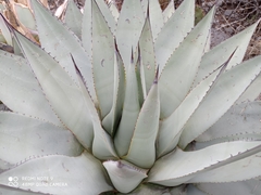 Agave parryi parryi