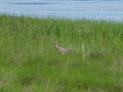 Tringa semipalmata semipalmata