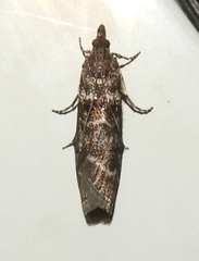 Ortholepis pasadamia