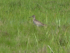 Tringa semipalmata semipalmata