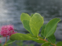 Spiraea splendens