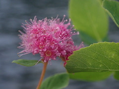 Spiraea splendens