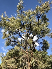 Dalbergia miscolobium