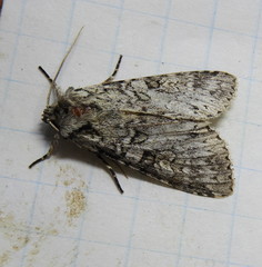 Polia nimbosa