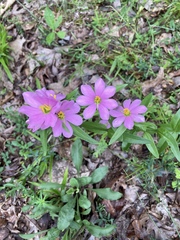 Sabatia capitata