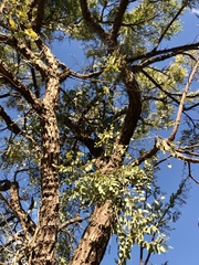 Dalbergia miscolobium