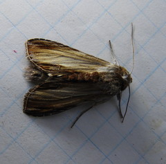 Cucullia convexipennis