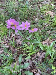 Sabatia capitata