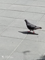 Columba livia domestica