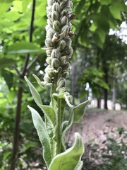 Verbascum thapsus