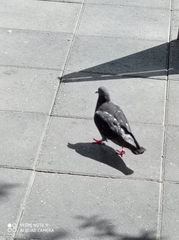 Columba livia domestica