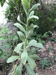 Verbascum thapsus