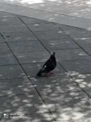 Columba livia domestica