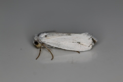 Tegeticula yuccasella