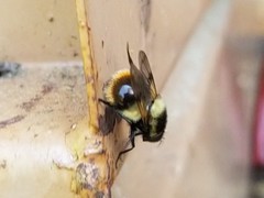 Volucella bombylans