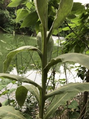 Verbascum thapsus