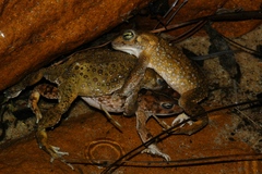 Vandijkophrynus angusticeps