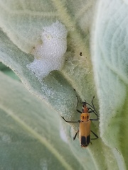 Chauliognathus discus