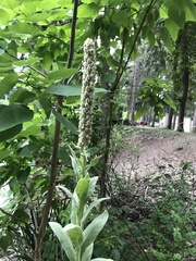Verbascum thapsus