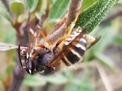 Dolichovespula albida