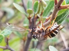 Dolichovespula albida