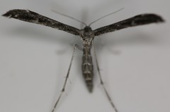 Hellinsia inquinatus