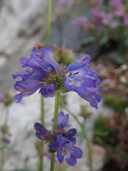 Penstemon attenuatus