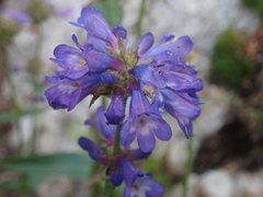 Penstemon attenuatus