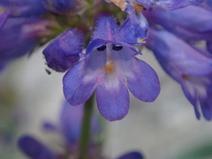 Penstemon attenuatus