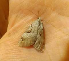 Aplocera praeformata