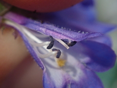 Penstemon attenuatus