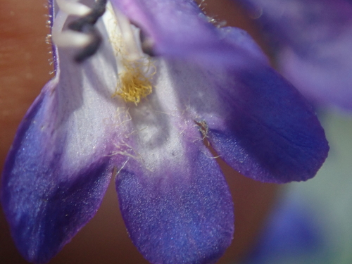 Image of Penstemon attenuatus by (c) Nolan Exe, some rights reserved (CC BY)
