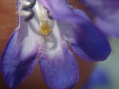 Penstemon attenuatus