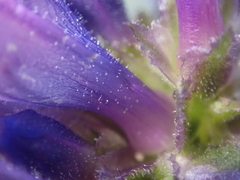 Penstemon attenuatus