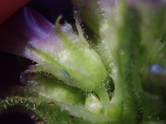 Penstemon attenuatus