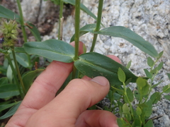 Penstemon attenuatus