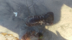 Panulirus interruptus