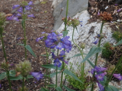 Penstemon attenuatus